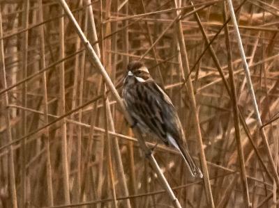 Bruant des roseaux Emberiza schoeniclus (Linnaeus, 1758)