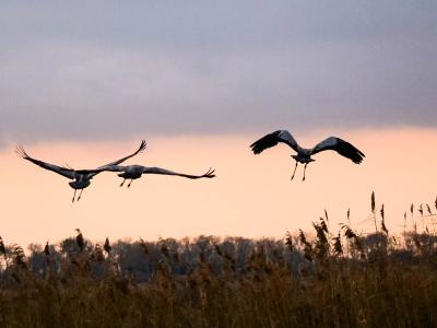 Grue cendrée Grus grus (Linnaeus, 1758)