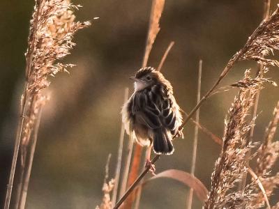 Cisticole des joncs Cisticola juncidis (Rafinesque, 1810)