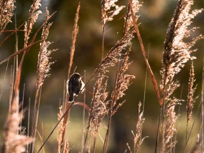 Cisticole des joncs Cisticola juncidis (Rafinesque, 1810)