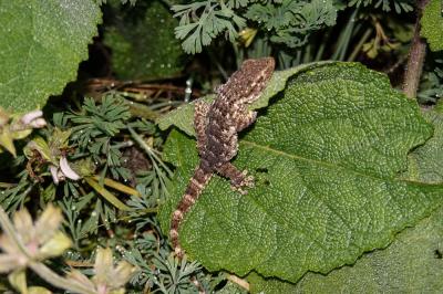 Tarente de Maurétanie Tarentola mauritanica (Linnaeus, 1758)