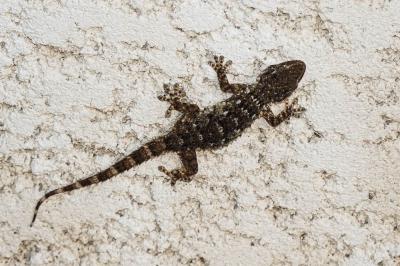Tarente de Maurétanie Tarentola mauritanica (Linnaeus, 1758)