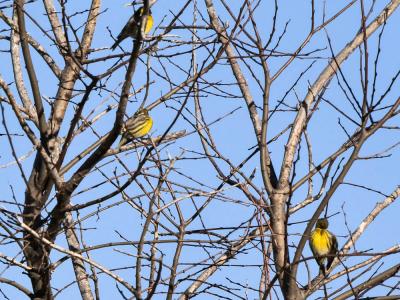 Serin cini Serinus serinus (Linnaeus, 1766)