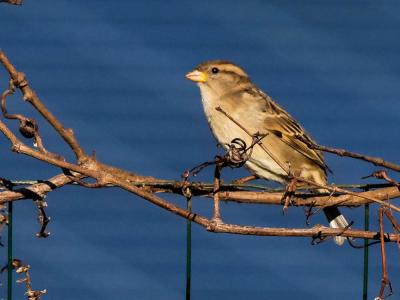 Moineau domestique Passer domesticus (Linnaeus, 1758)