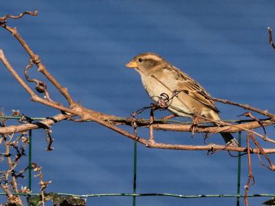 Moineau domestique Passer domesticus (Linnaeus, 1758)