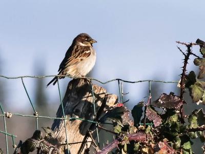 Moineau domestique Passer domesticus (Linnaeus, 1758)