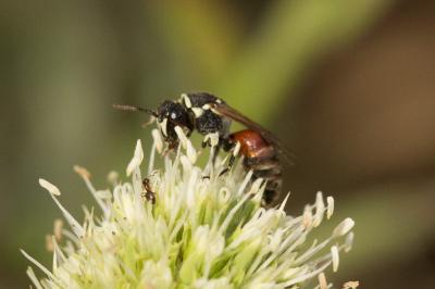  Hylaeus variegatus (Fabricius, 1798)