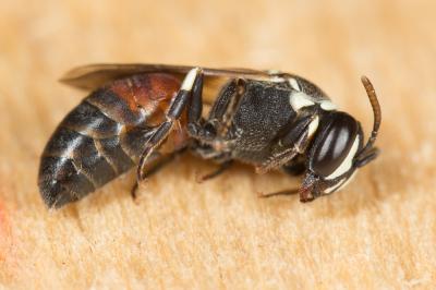  Hylaeus variegatus (Fabricius, 1798)