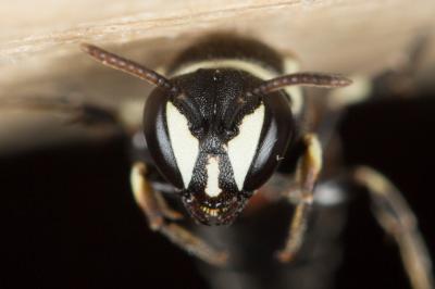  Hylaeus variegatus (Fabricius, 1798)