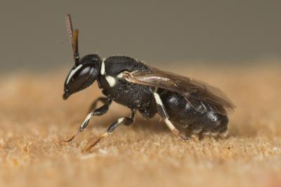  Hylaeus lineolatus (Schenck, 1861)