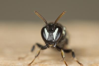  Hylaeus lineolatus (Schenck, 1861)