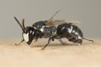  Hylaeus signatus (Panzer, 1798)