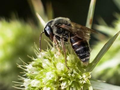  Andrena variabilis Smith, 1853