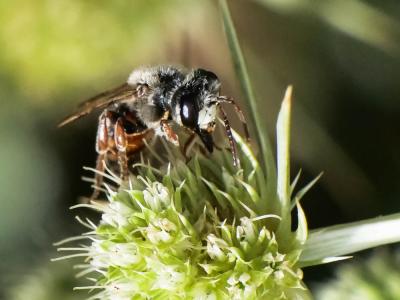  Andrena variabilis Smith, 1853