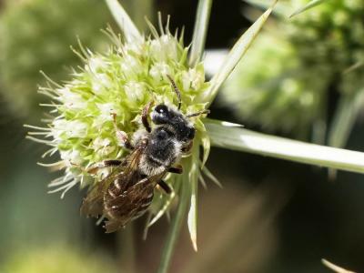  Andrena variabilis Smith, 1853
