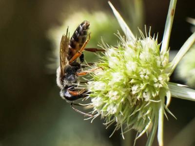  Andrena variabilis Smith, 1853