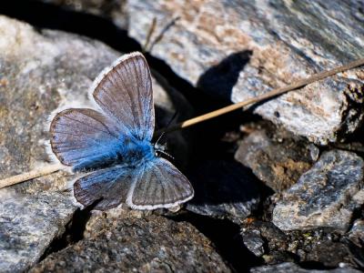 Azuré des Anthyllides (L'), Demi-Argus (Le), Argus Cyaniris semiargus (Rottemburg, 1775)