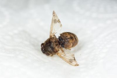  Gasterophilus intestinalis (De Geer, 1776)