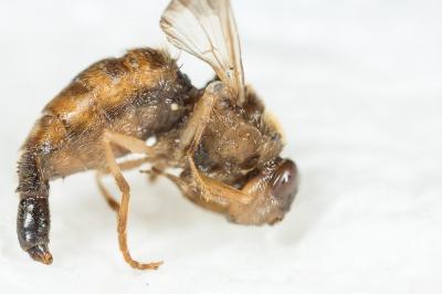  Gasterophilus intestinalis (De Geer, 1776)