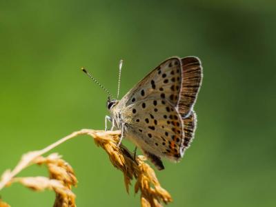 Cuivré fuligineux (Le), Argus myope (L'), Polyomma Lycaena tityrus (Poda, 1761)