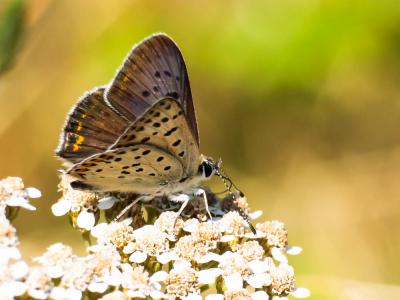 Cuivré fuligineux (Le), Argus myope (L'), Polyomma Lycaena tityrus (Poda, 1761)
