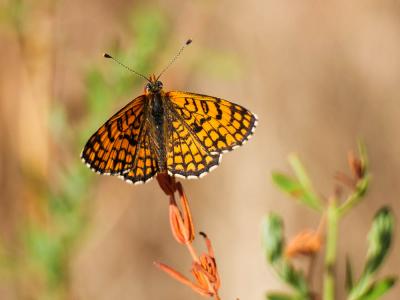 Mélitée des Linaires (La) Melitaea deione (Geyer, 1832)