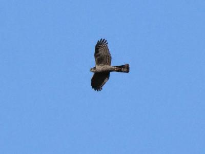 Épervier d'Europe Accipiter nisus (Linnaeus, 1758)