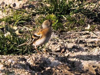 Pinson du nord, Pinson des Ardennes Fringilla montifringilla Linnaeus, 1758