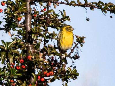 Serin cini Serinus serinus (Linnaeus, 1766)
