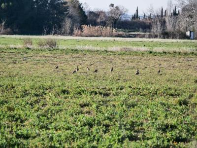 Outarde canepetière Tetrax tetrax (Linnaeus, 1758)