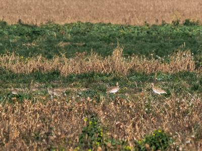 Outarde canepetière Tetrax tetrax (Linnaeus, 1758)