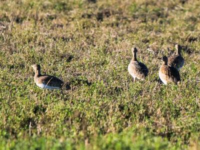 Outarde canepetière Tetrax tetrax (Linnaeus, 1758)
