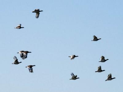 Outarde canepetière Tetrax tetrax (Linnaeus, 1758)