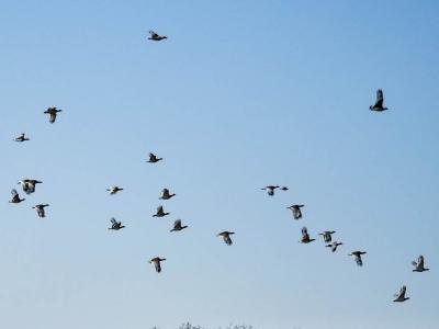 Outarde canepetière Tetrax tetrax (Linnaeus, 1758)