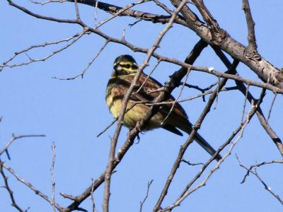 Bruant zizi Emberiza cirlus Linnaeus, 1758