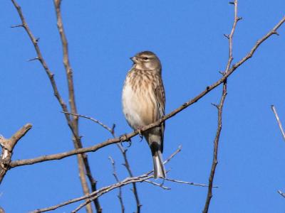 Linotte mélodieuse Carduelis cannabina (Linnaeus, 1758)