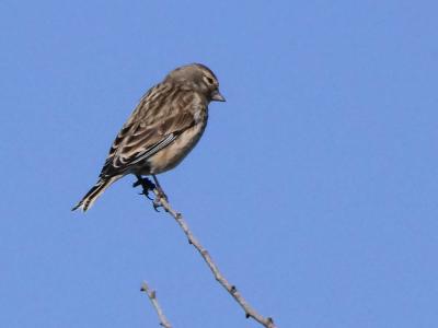 Linotte mélodieuse Carduelis cannabina (Linnaeus, 1758)