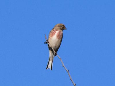 Linotte mélodieuse Carduelis cannabina (Linnaeus, 1758)