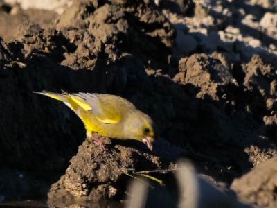 Verdier d'Europe Carduelis chloris (Linnaeus, 1758)