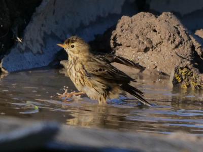 Pipit farlouse Anthus pratensis (Linnaeus, 1758)