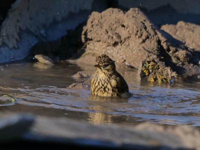 Pipit farlouse Anthus pratensis (Linnaeus, 1758)