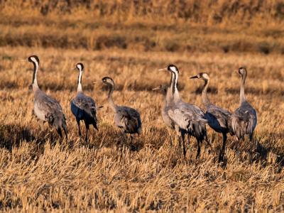 Grue cendrée Grus grus (Linnaeus, 1758)
