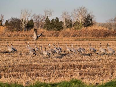 Grue cendrée Grus grus (Linnaeus, 1758)