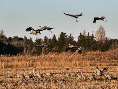 Grue cendrée Grus grus (Linnaeus, 1758)