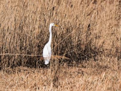 Grande Aigrette Ardea alba Linnaeus, 1758