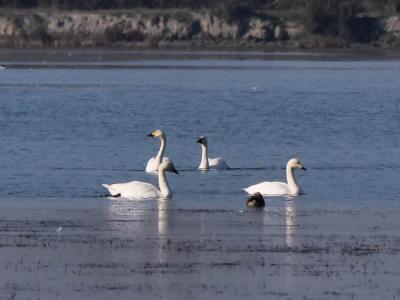 Cygne de Bewick Cygnus columbianus bewickii (Yarrel, 1830)