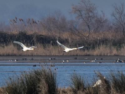 Cygne de Bewick Cygnus columbianus bewickii (Yarrel, 1830)
