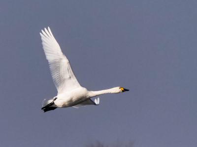 Cygne de Bewick Cygnus columbianus bewickii (Yarrel, 1830)