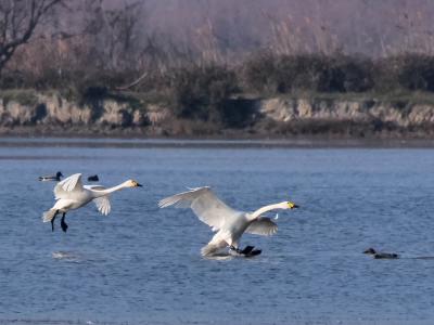Cygne de Bewick Cygnus columbianus bewickii (Yarrel, 1830)