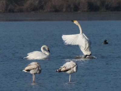 Cygne de Bewick Cygnus columbianus bewickii (Yarrel, 1830)